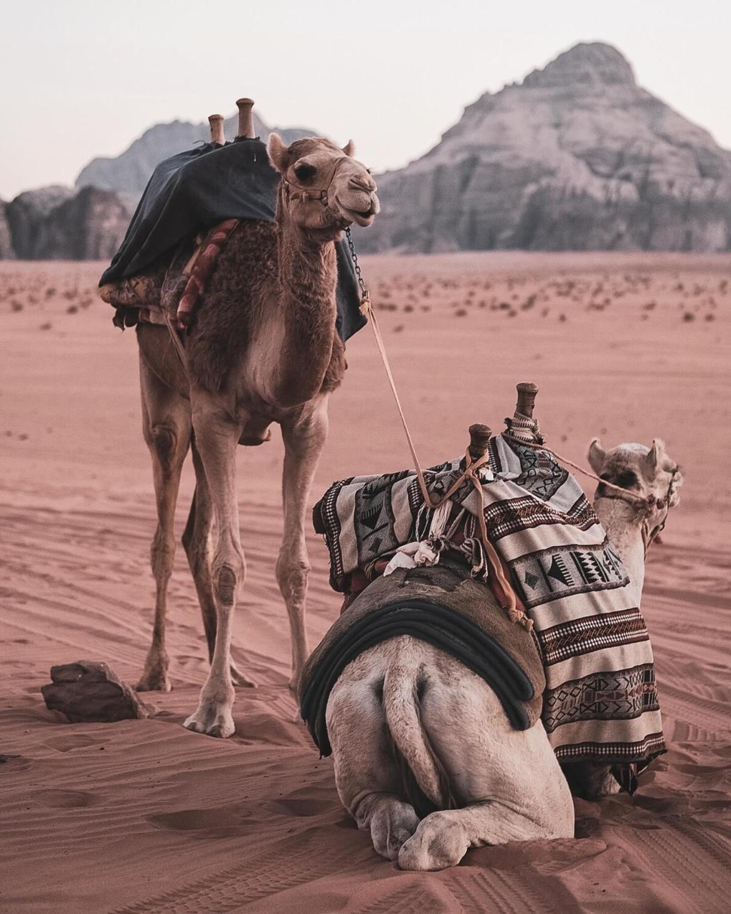 Flower Life Camp Wadi Rum Exterior foto